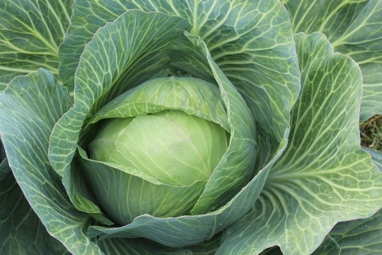 All about Cabbage and Cabbage Recipes