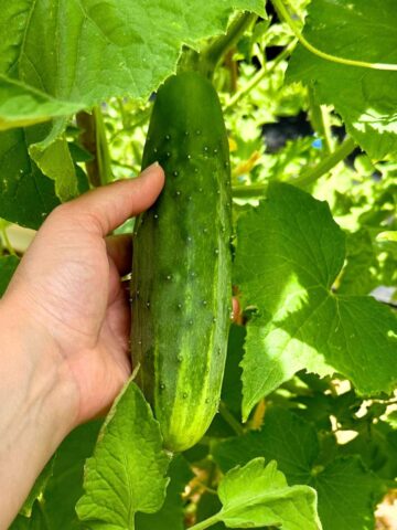 hand holding a cucumber growing on a vine.