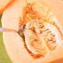 All About Cantaloupe