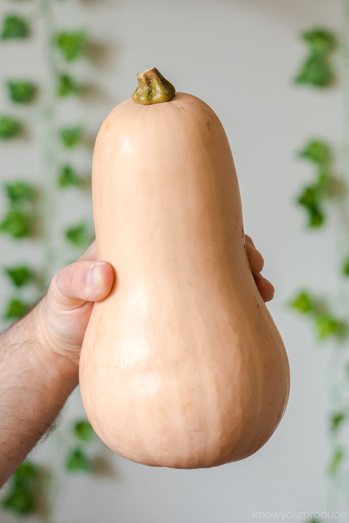 male hand gripping whole butternut squash