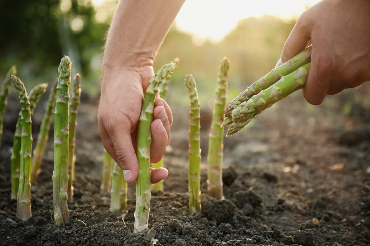 hand picking fresh asparagus in a field.