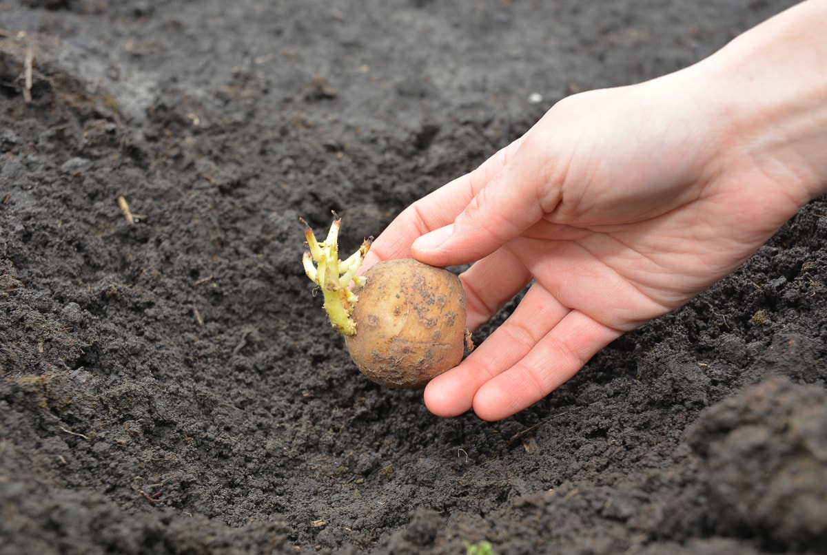 A gardener is putting a potato tuber with strong yellow roots into the hole in the ground in the kitchen garden to grow organic potatoes.