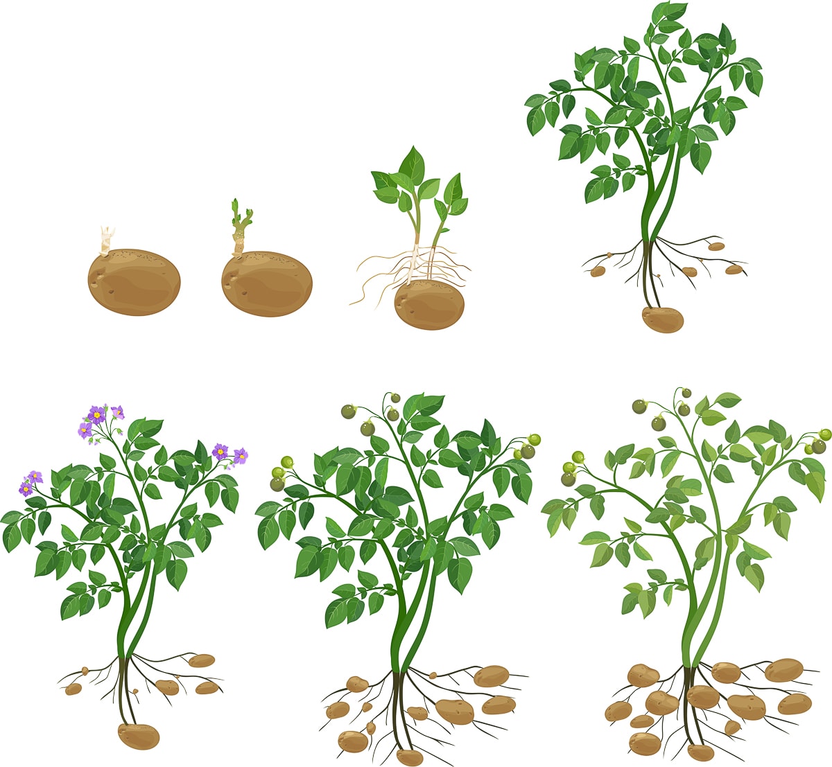 potato plant life cycle.