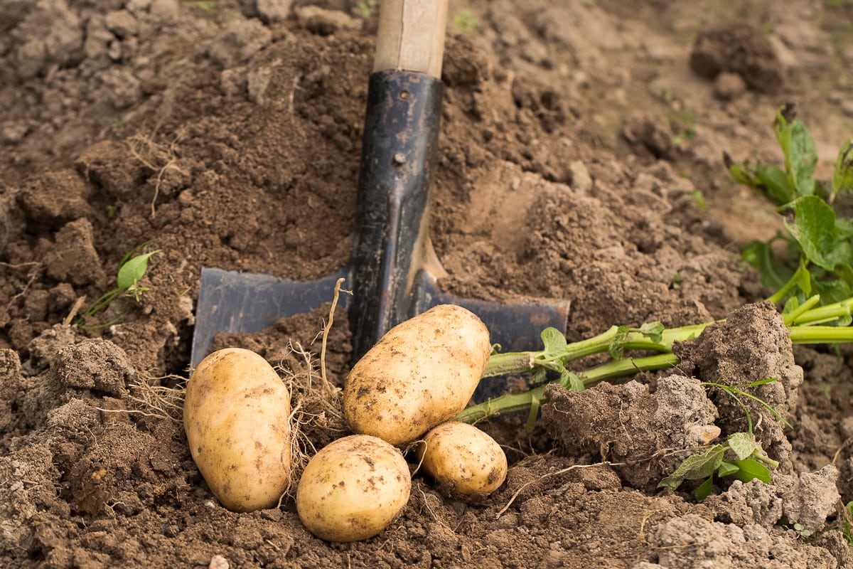 yellow potatoes on the ground after harvesting with a shovel underneath of them.