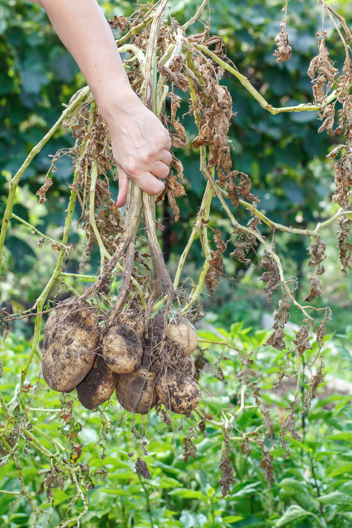 Female hand holds just harvested potato plant with russet ripe tubers on dried stems.