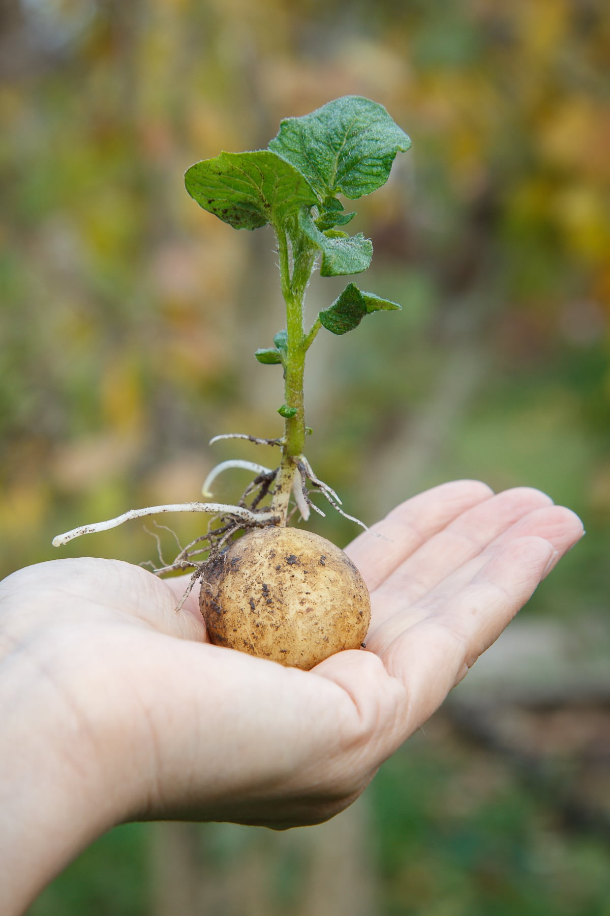 Sprouted potato tuber with green leaves in woman's hand.