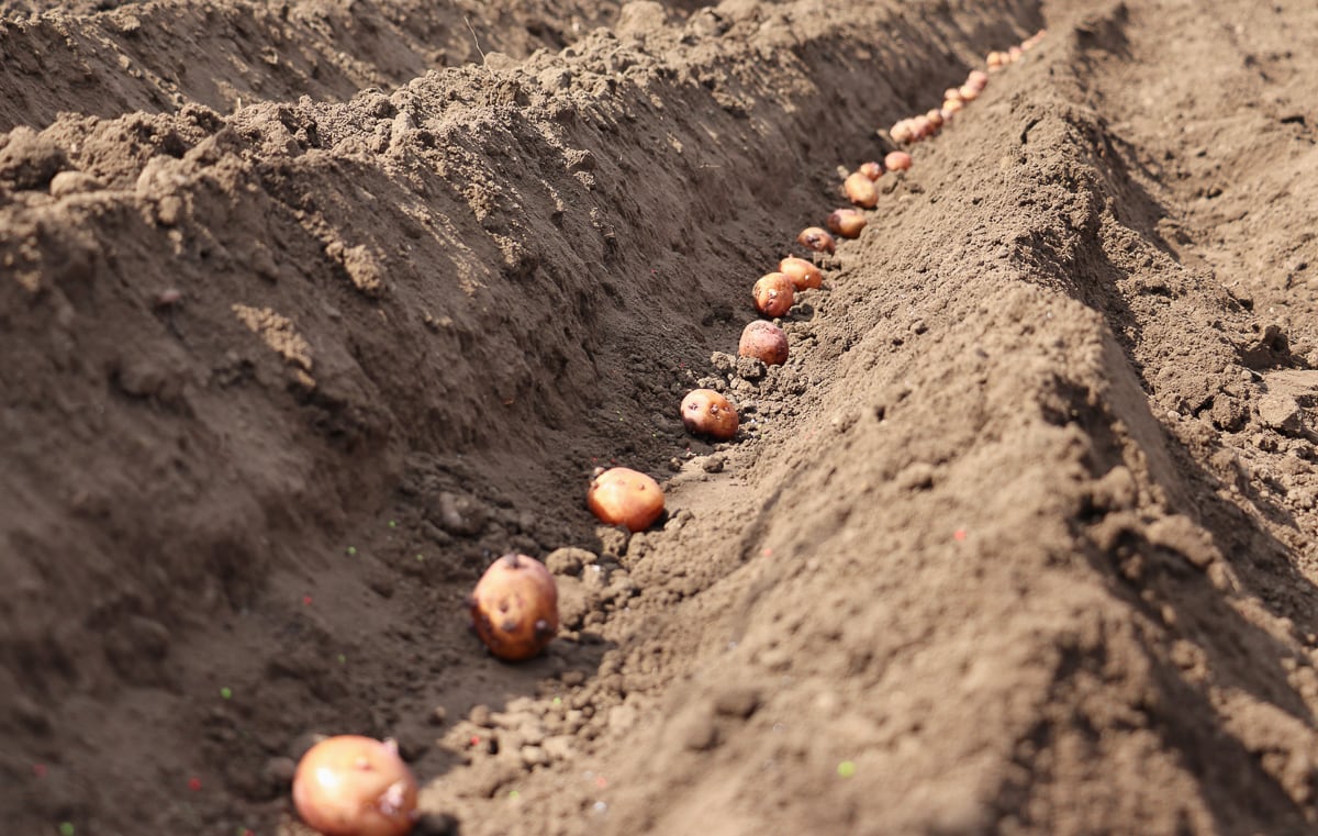 potatoes that are sprouted are sown in the ground in a single row.