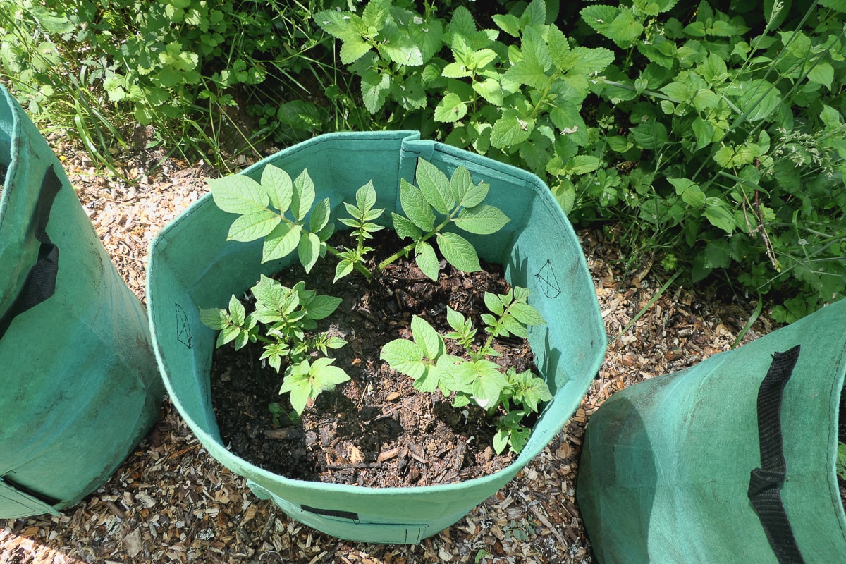 Potato plants growing in potato grow bags filled with compost.