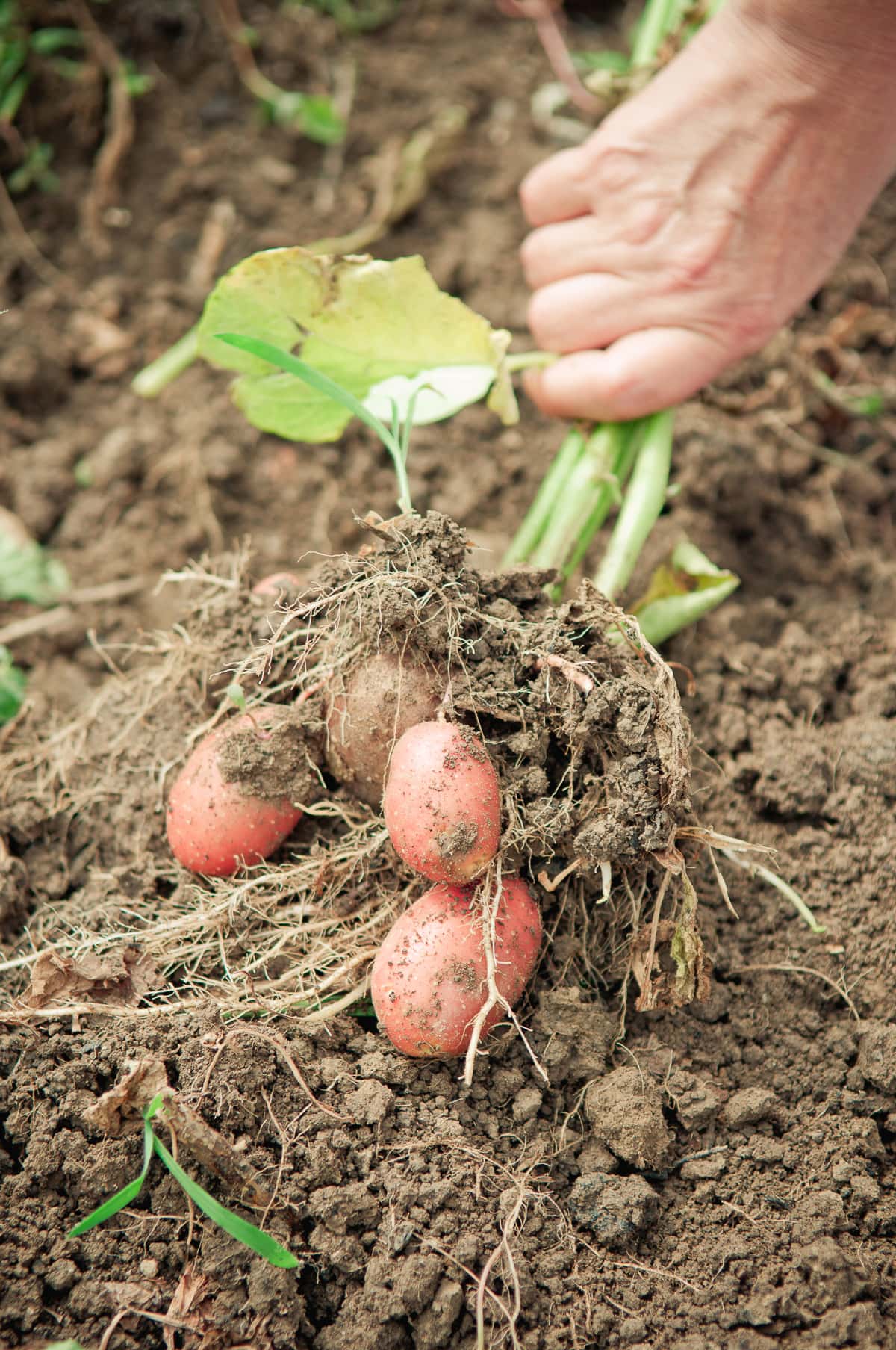 Hand pulling red potato plant from soil.