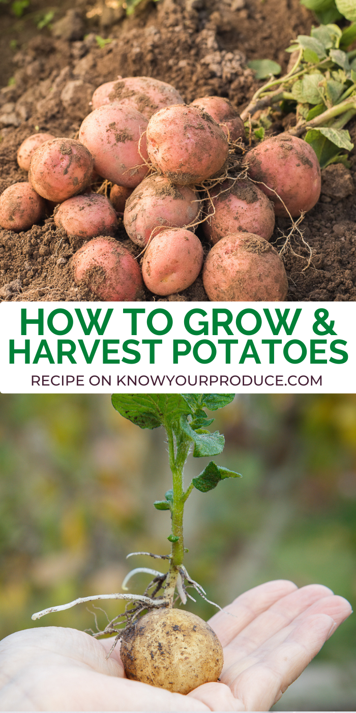 how to grow and harvest potatoes title on image for pinterest with pictures showing harvested potatoes and a hand holding a sprouted potato.