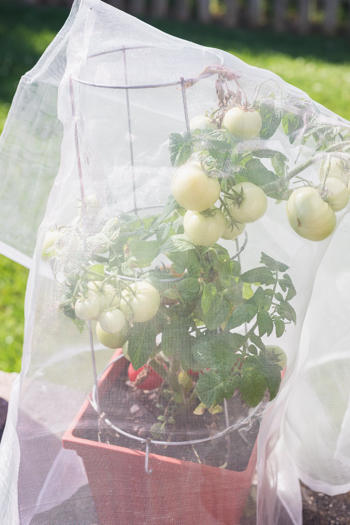 insect and bird netting cover bag over a tomato plant to keep birds out of the garden.