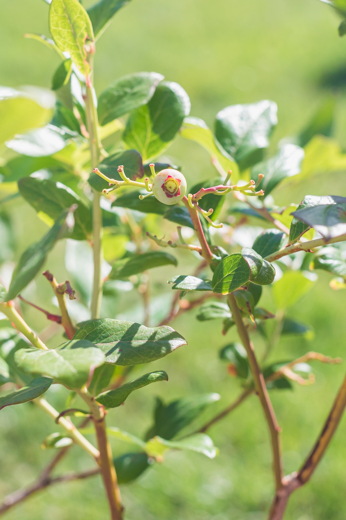 blueberry bush with a single blueberry and blueberries eaten by birds.