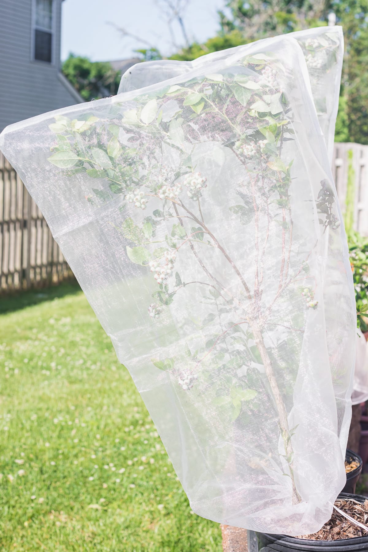 how to keep birds out of the garden using insect and bird netting cover bag over a blueberry bush.