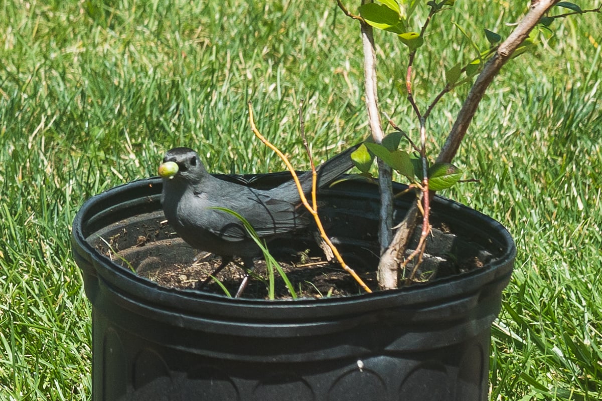 cat bird eating blueberries from blueberry bush.