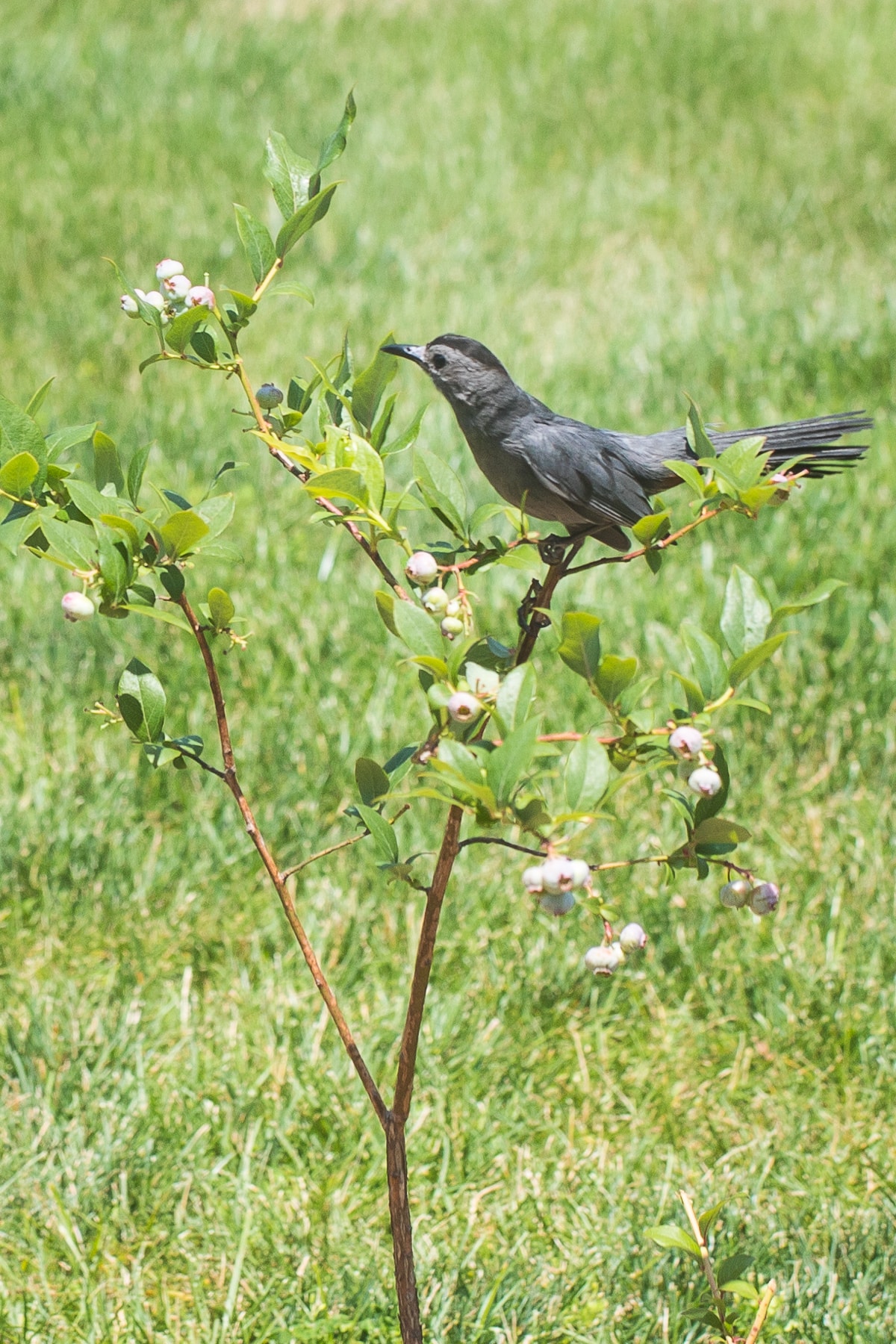 cat bird eating blueberry bush.