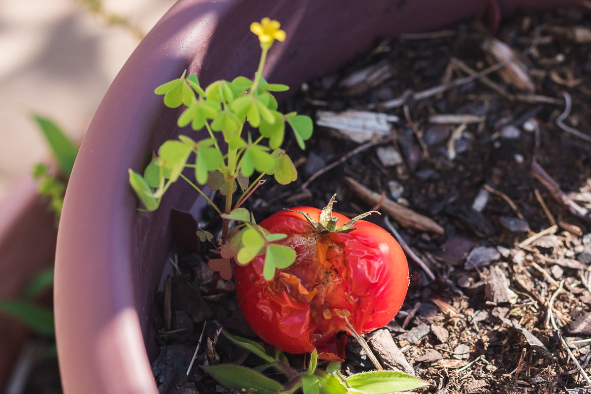 tomato eaten by birds discarded in a pot with weeds growing around it.