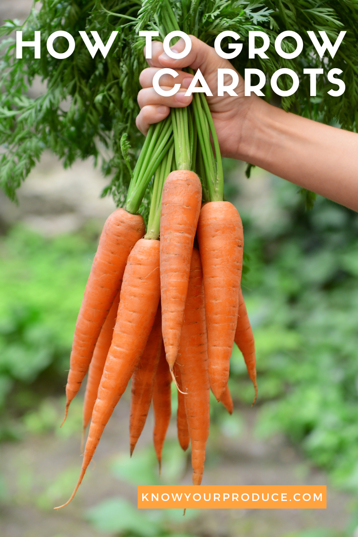 hand holding carrots up by the greens with foliage in the background with text over image for pinterest.