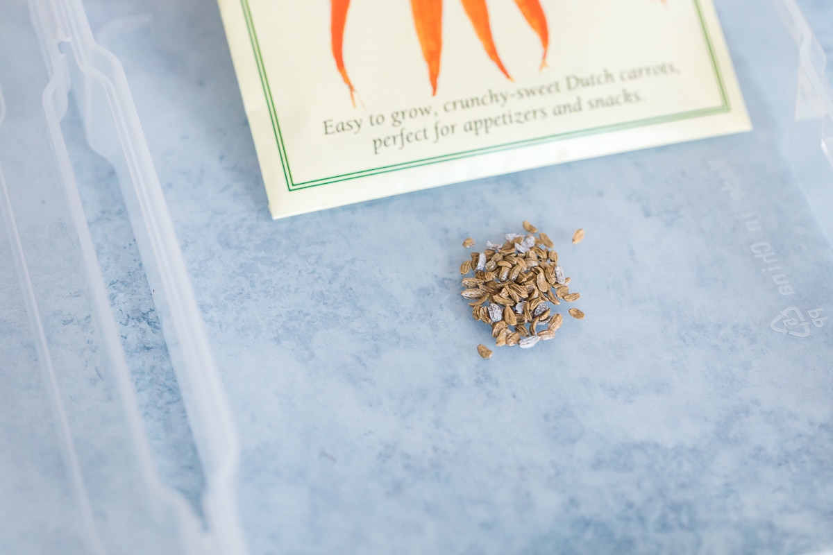 close up of carrot seeds.