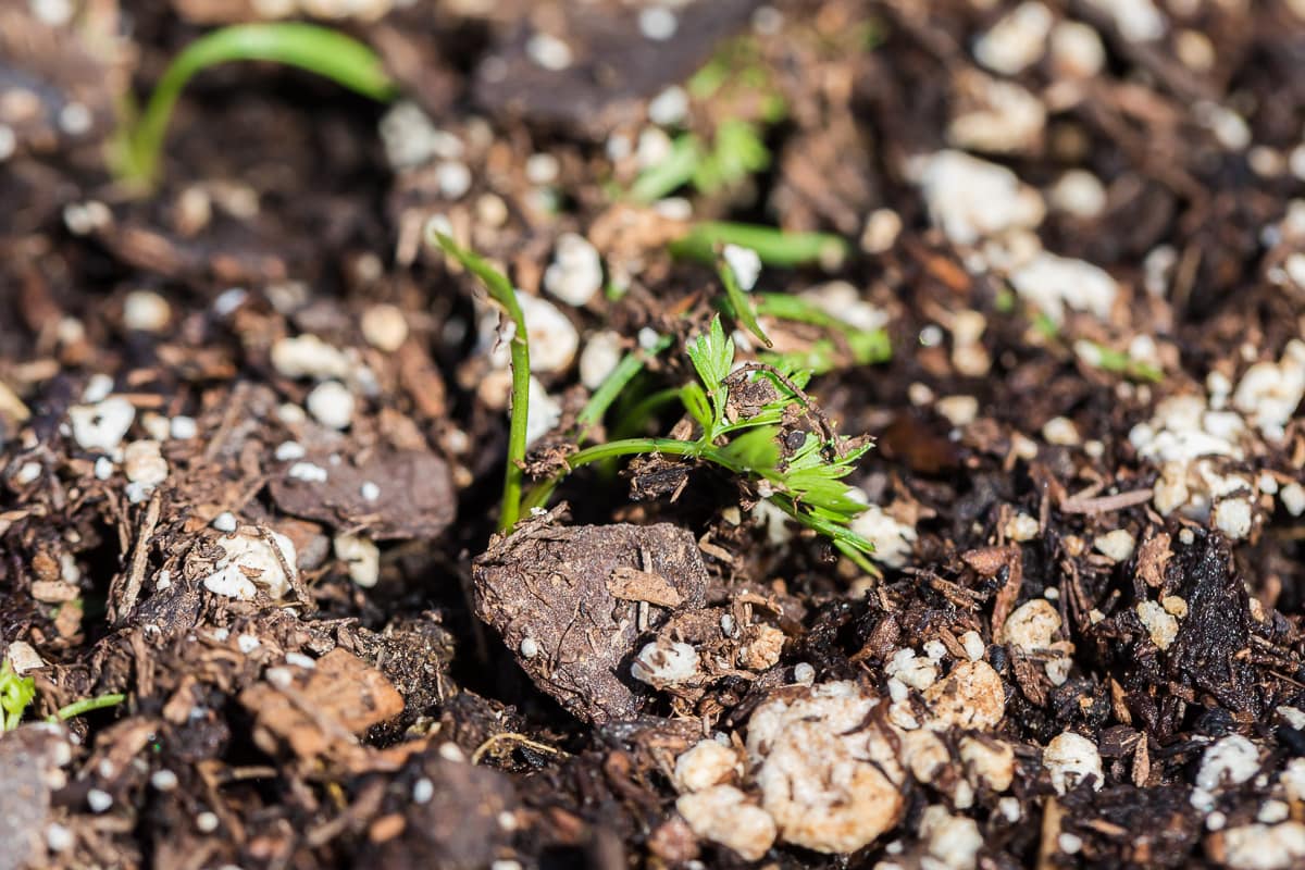 close up of carrots sprouting in soil.