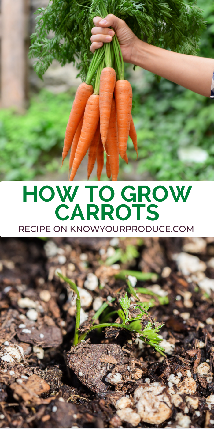 top photo of a hand holding carrots up by the greens with foliage in the background with text between and a sprouting carrot seedling in soil on the bottom.