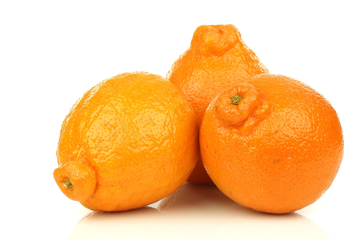 three minneola oranges on a white background.