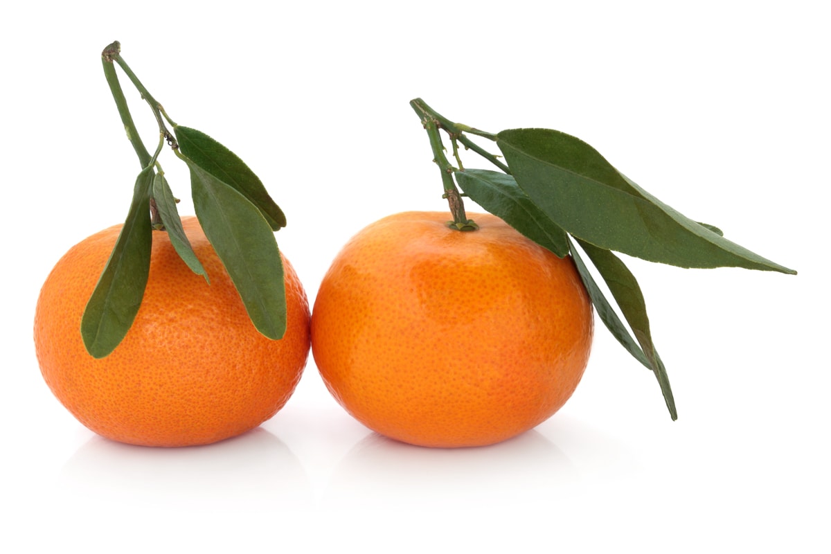 two satsuma oranges with leaves on a white background.