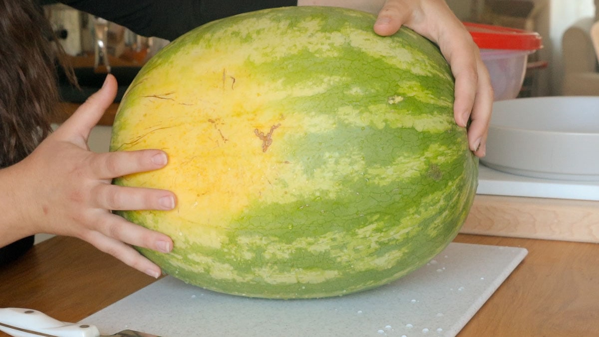 hands holding a watermelon showing the yellow bottom.