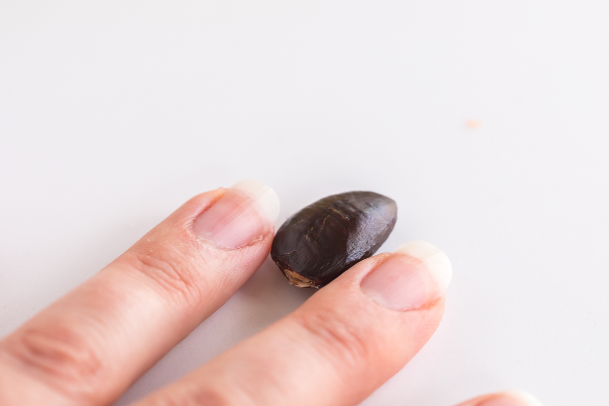 pawpaw seed next to fingers to show size.